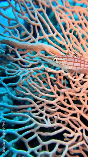 Longnose Hawkfish - Oxycirrhites typus. Taken in Sharm el Sheikh, Egypt.
