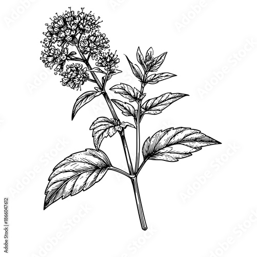 A sprig of marjoram with flowers, a black and white sketch. vector illustration. Culinary herbs and spices, oregano isolated on a white background06
