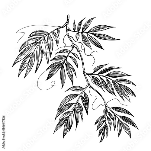 Liana branch with leaves, black and white sketch. Vector illustration. Tropical trees and climbing plants isolated on white background52