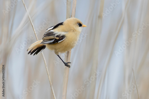 Juvenile bearded reedling on reed stem at Marker Wadden in Lelystad, Flevoland, Netherlands during sunny weather