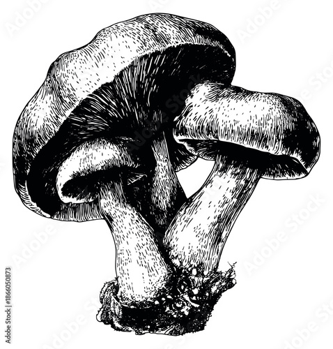 Hand drawn line art illustration of mushrooms depicting natural growth for food and nature projects