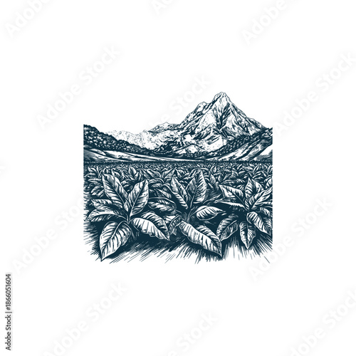 Hand drawn vintage engraving of tobacco plantation field with mountain landscape background.