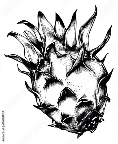 Hand drawn line art illustration of a dragon fruit depicting an exotic tropical fruit for health and food design