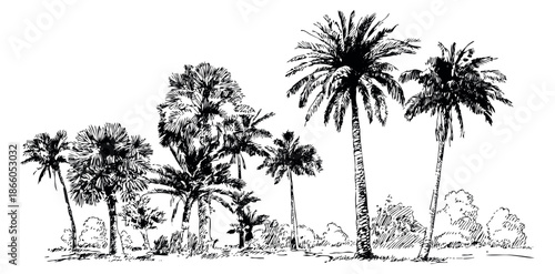 Hand drawn line art tropical trees set featuring various palm trees and foliage for nature and summer themed projects