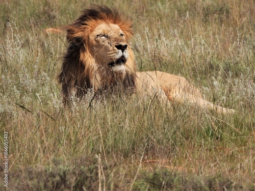 lion in the grass