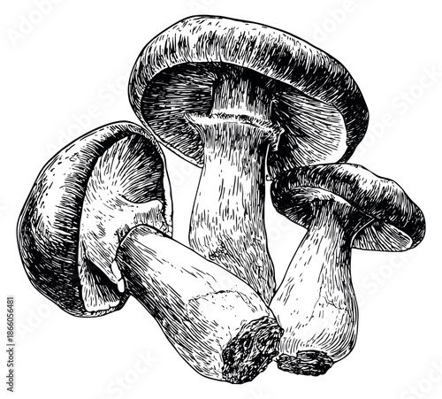 Hand drawn line art mushroom set featuring a group of realistic fungi for culinary and nature designs