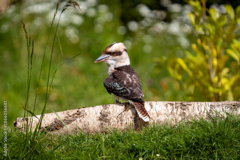 Fototapeta premium kookaburra on the ground