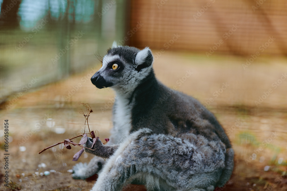 Fototapeta premium Lemur primate animal wildlife sitting zoo closeup fur eyes portrait in enclosure, a curious alert mammal with striped tail on branch showing texture and expressive gaze in natural pose.