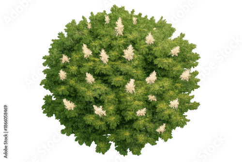 Top view of a flourishing green bush with white flowers, isolated with a transparent background