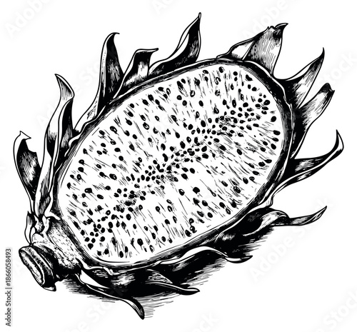 Hand drawn line art illustration of dragon fruit depicting a sliced half for healthy food concepts