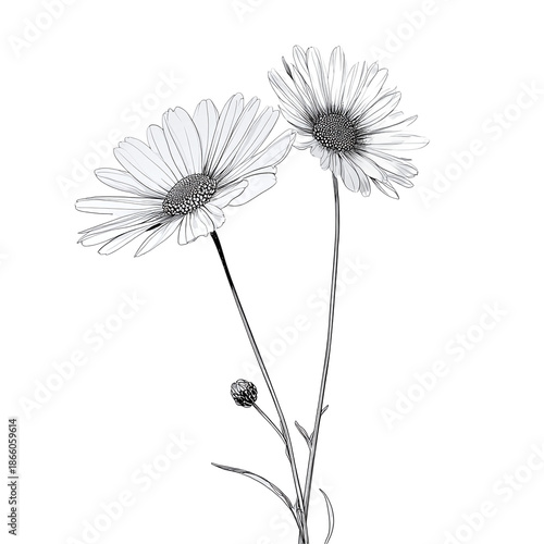 Wallpaper Mural Elegant monochrome botanical illustration capturing the delicate beauty of blooming daisy flowers with a budding blossom Torontodigital.ca