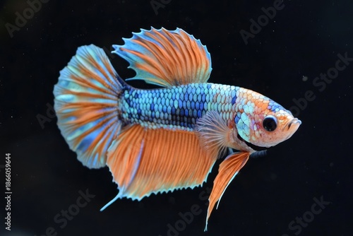 Wallpaper Mural Vibrant Betta fish (Siamese fighting fish) with stunning blue and orange fins gracefully swimming against a dark background in an aquarium. Torontodigital.ca