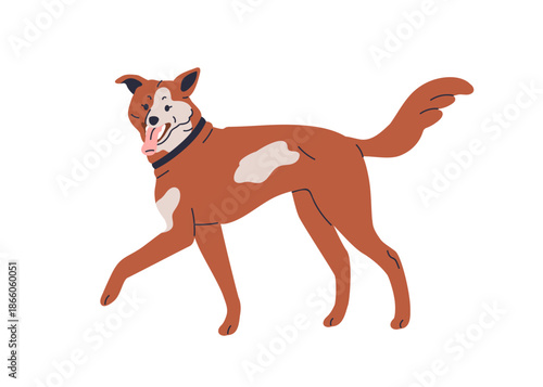 Mixed-breed dog walking, tongue out, friendly tail. Cute scruffy mongrel, canine animal with patchy bicolor coat, in collar, in motion. Flat vector illustration isolated on white background