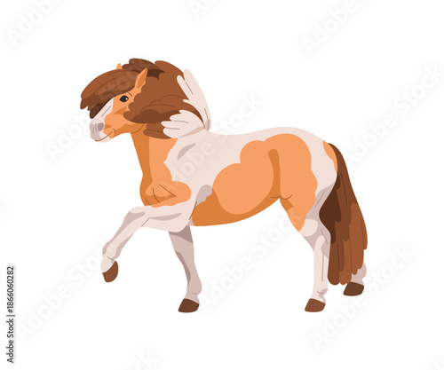 Pony, dwarf horse during Spanish walk. Small pinto stallion, foal with raised leg, patchy spotted coat pattern, mane, tail, standing in profile. Flat vector illustration isolated on white background