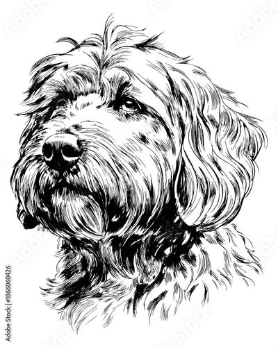 Hand drawn line art illustration of a fluffy dog portrait depicting an attentive expression for pet themed designs
