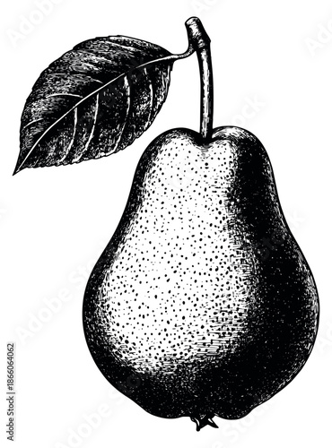 Hand drawn line art illustration of a pear depicting a fresh fruit with a leaf for healthy food concepts