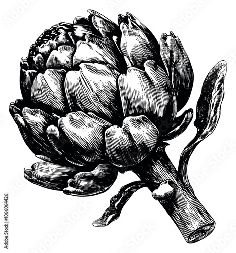Hand drawn line art illustration of an artichoke depicting a fresh vegetable for cooking and healthy eating