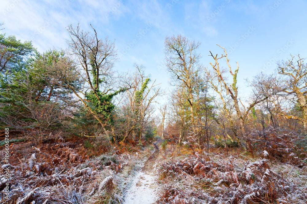 Fototapeta premium Snow on the GR1 long-distance hiking trail in the Cuvier-Châtillon rock. Fontainebleau forest. 
