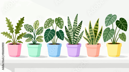 potted plants in colorful pots
