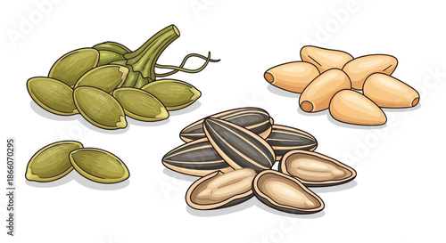 A colorful illustration displaying various types of seeds pumpkin sunflower and melon