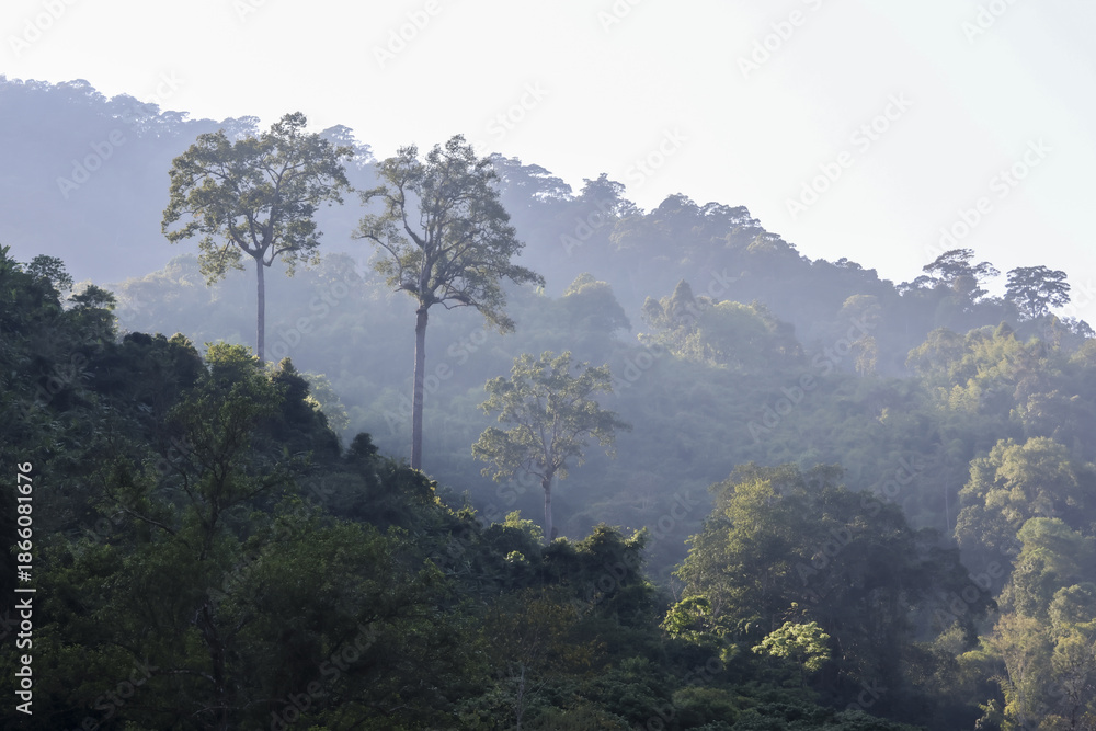 Obraz premium Peaceful misty mountain landscape with green forest trees on lush hill slope. Tranquil nature scene featuring scenic fog covering tropical jungle highland offering serene calm view of outdoors