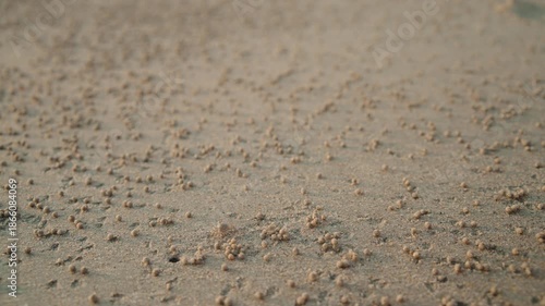 Wallpaper Mural Details at crab eggs laying at the beach in Koh Samui Thailand Torontodigital.ca