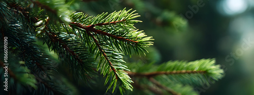 Vibrant green fir tree branches bathed in natural light, showcasing the lush texture of evergreen needles in a serene outdoor forest environment