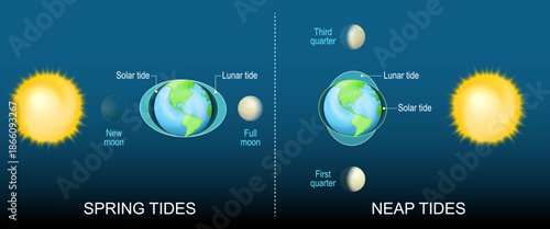 Different between Neap tide and Spring tide. Solar and Lunar tides. Influence of the Sun and the phases of the Moon