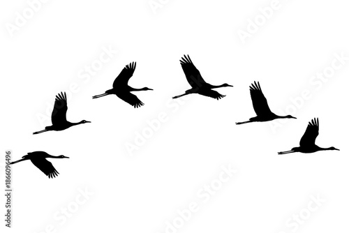 Silhouette of flying birds in formation on white background
