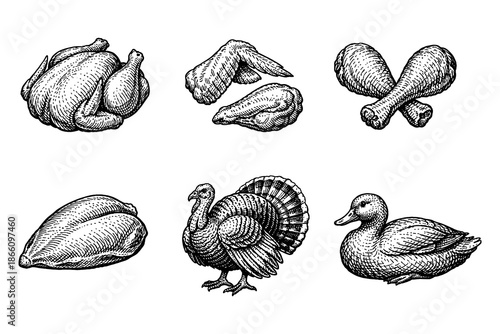 Hand drawn poultry meat and bird collection in vintage style