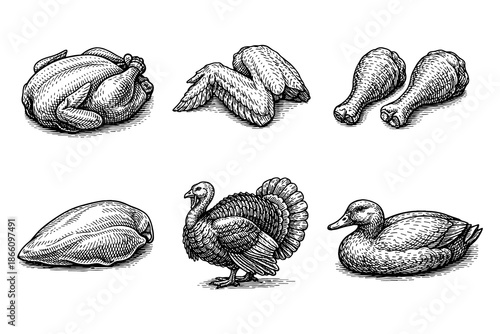 Hand drawn poultry collection: chicken, turkey, duck cuts and whole birds