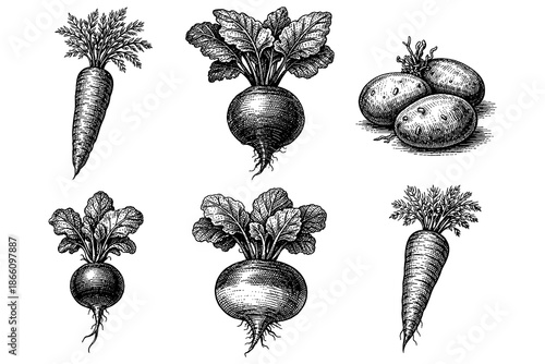 Vintage botanical vegetable sketches featuring carrots, beets, and potatoes