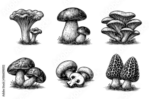 Detailed black and white mushroom sketches