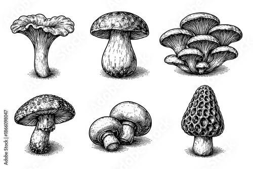 Detailed black and white mushroom collection with vintage charm