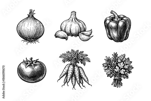 Vintage vegetable engraving: onion, garlic, bell pepper, tomato, carrots, herbs
