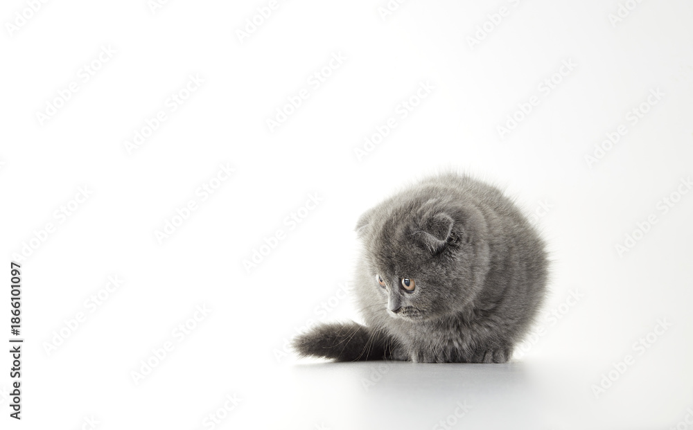 Obraz premium Cute grey Scottish Fold kitten on white background. Studio portrait of a pedigree baby cat for pet care and veterinary designs. High-quality isolated shot for easy masking.