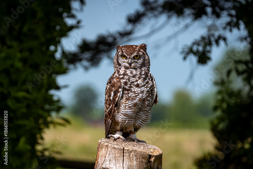 Bilde på lerret portrait of spotted eagle owl
