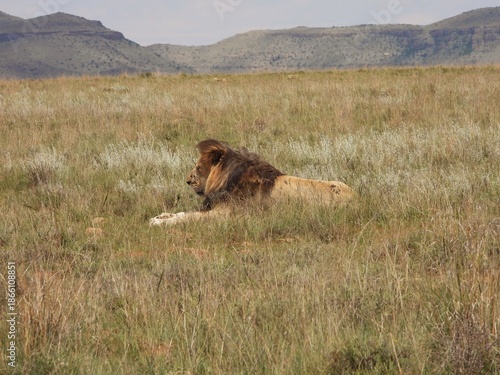 lion in the grass
