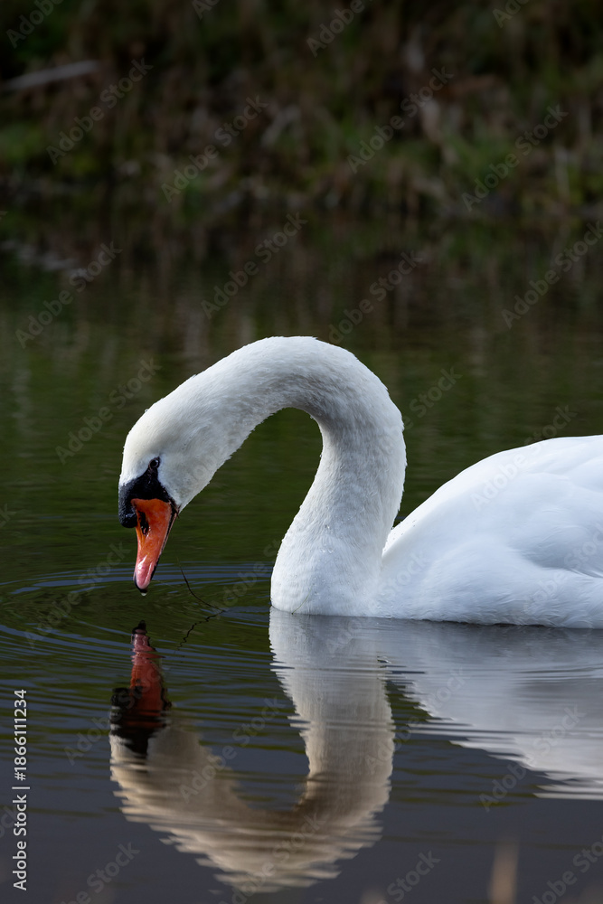 Fototapeta premium Swan looking at its own reflection in the water