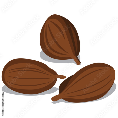 beech nuts, triangular, oily nut vector.
