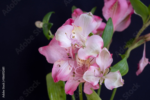 黒背景のピンクのアルストロメリア
