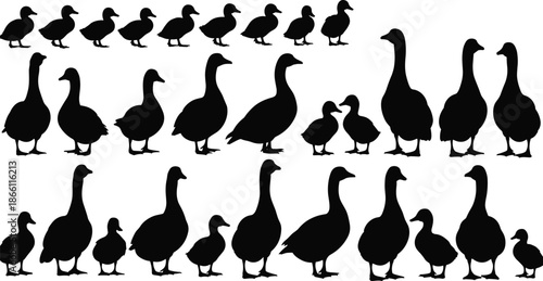 Duck and goose silhouette collection showing farm birds in various poses black vector illustration set for agriculture and nature designs