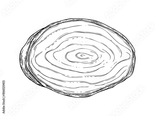 Oval shape tree slice vector isolated illustration in top view. Monochrome cross section of wooden trunk linear ink sketch. Black and white textured surface with ripple rings graphic sketch