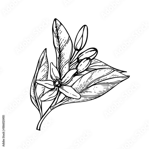 Citrus branch with leaves, blooming flower, buds monochrome vector illustration painted by black inks. Etching drawing of mandarin, orange or lemon blossom plant