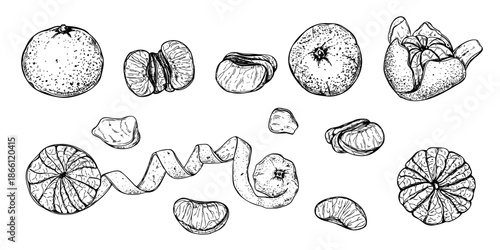 Mandarin orange or tangerine clip art vector isolated illustration. Peeled fruit, fruits in in peel, slices line art black ink sketch. Etching drawing of sweet citrus clementine