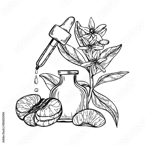 Mandarin orange essential oil, blooming citrus branch, fruit slices and aromatic glass bottle line art black ink composition. Pipette with falling oil drops, tangerine plant hand drawn illustration