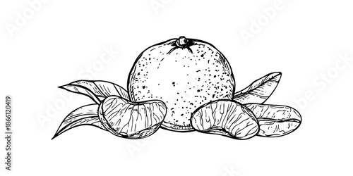 Whole and sliced tangerine mandarin orange with leaves monochrome outline vector black ink composition. Sweet juice citrus fruit, in peel and peeled slices isolated liner illustration.