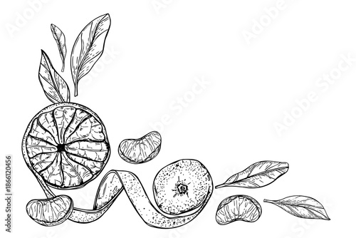 Sweet mandarin orange with twist peel, leaves, citrus slices vector isolated horizontal border with empty space for text. Whole tropical clementine fruit line ink hand drawn illustration.