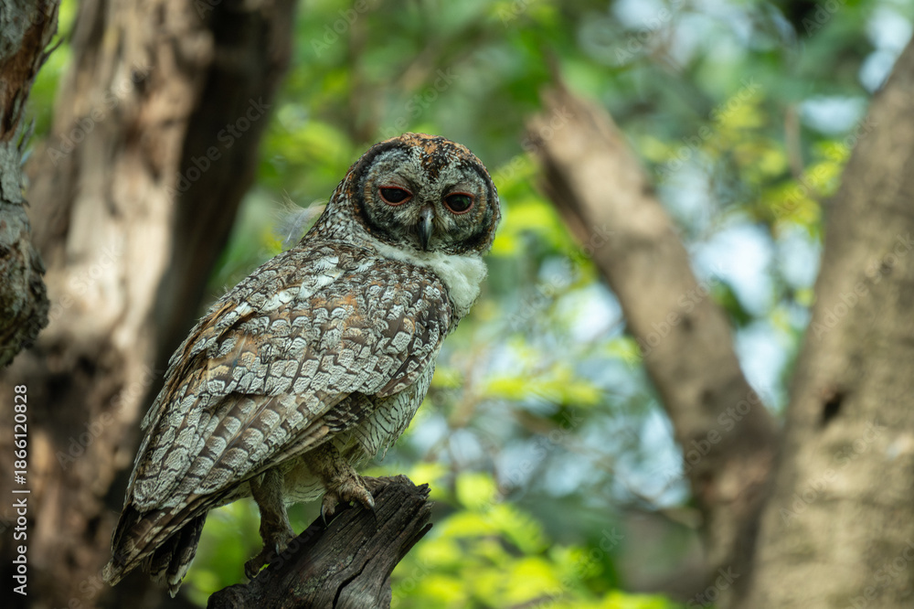 Obraz premium A detailed portrait of a Mottled wood owl resting on a textured tree branch. The nocturnal bird of prey is captured in its natural forest habitat, highlighting its camouflage and majestic presence.