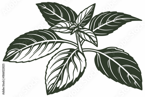 Illustration of green leaves isolated on white background, Vector